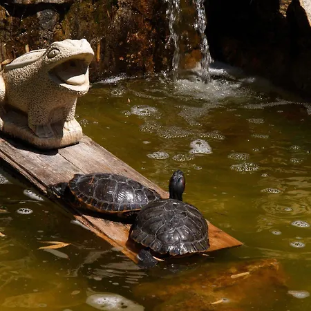 Palmeira * ラゴス